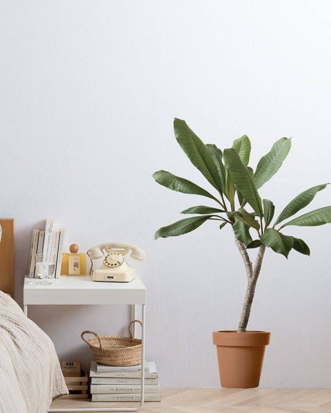 Botanical Sticker | Plumeria